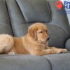 Image of Simba, a Golden Retriever puppy