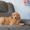 Image of Simba, a Golden Retriever puppy