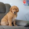 Image of Simba, a Golden Retriever puppy