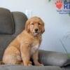 Image of Simba, a Golden Retriever puppy