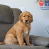 Image of Simba, a Golden Retriever puppy