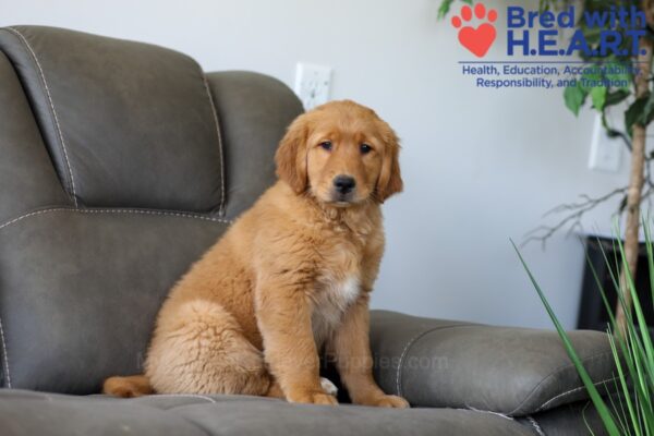 Image of Simba, a Golden Retriever puppy