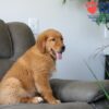 Image of Simba, a Golden Retriever puppy