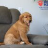 Image of Simba, a Golden Retriever puppy