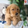 Image of Simba, a Golden Retriever puppy