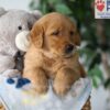 Image of Simba, a Golden Retriever puppy