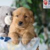 Image of Simba, a Golden Retriever puppy