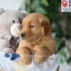 Image of Simba, a Golden Retriever puppy