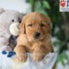 Image of Simba, a Golden Retriever puppy