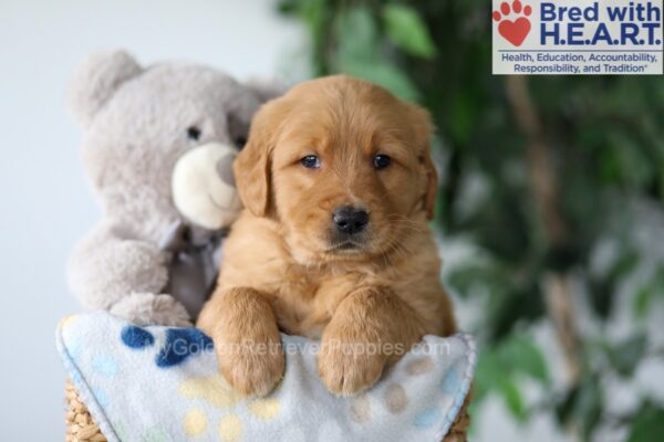 Image of Simba, a Golden Retriever puppy