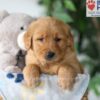 Image of Simba, a Golden Retriever puppy