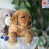 Image of Simba, a Golden Retriever puppy