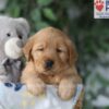 Image of Skylar, a Golden Retriever puppy