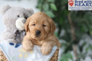 Image of Skylar, a Golden Retriever puppy