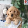 Image of Skylar, a Golden Retriever puppy