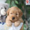 Image of Skylar, a Golden Retriever puppy