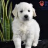 Image of Slade, a Golden Retriever puppy