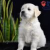 Image of Slade, a Golden Retriever puppy