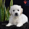 Image of Slade, a Golden Retriever puppy