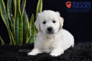 Image of Slade, a Golden Retriever puppy