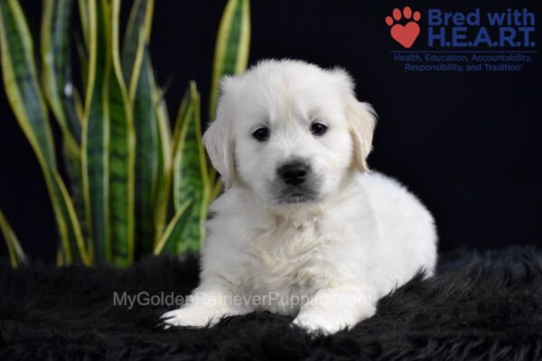 Image of Slade, a Golden Retriever puppy