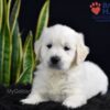 Image of Slade, a Golden Retriever puppy