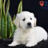 Image of Slade, a Golden Retriever puppy