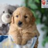 Image of Smoke, a Golden Retriever puppy