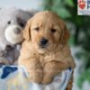 Image of Smoke, a Golden Retriever puppy