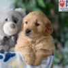 Image of Smoke, a Golden Retriever puppy