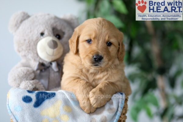 Image of Smoke, a Golden Retriever puppy