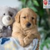 Image of Smoke, a Golden Retriever puppy