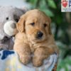 Image of Smoke, a Golden Retriever puppy