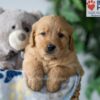 Image of Smoke, a Golden Retriever puppy