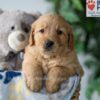 Image of Smoke, a Golden Retriever puppy