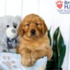 Image of Solomon, a Golden Retriever puppy