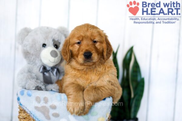 Image of Solomon, a Golden Retriever puppy