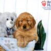 Image of Solomon, a Golden Retriever puppy