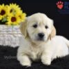 Image of Sonya, a Golden Retriever puppy