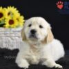 Image of Sonya, a Golden Retriever puppy