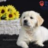 Image of Sonya, a Golden Retriever puppy