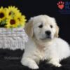 Image of Sonya, a Golden Retriever puppy