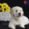 Image of Sonya, a Golden Retriever puppy