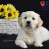 Image of Sonya, a Golden Retriever puppy