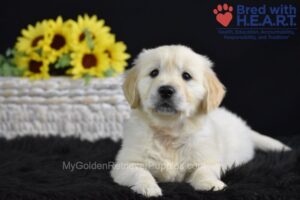 Image of Sonya, a Golden Retriever puppy