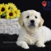 Image of Sonya, a Golden Retriever puppy