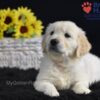 Image of Sonya, a Golden Retriever puppy