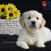 Image of Sonya, a Golden Retriever puppy