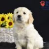 Image of Sonya, a Golden Retriever puppy