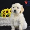 Image of Sonya, a Golden Retriever puppy